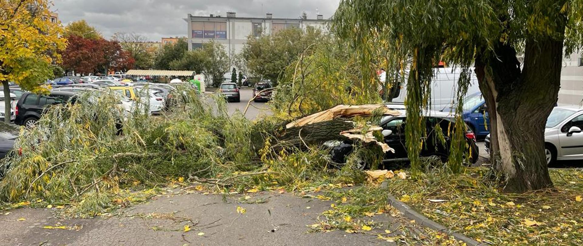 Na zdjęciu połamane drzewo na parkingu i samochodzie, drzewo leży na drodze parkingowej