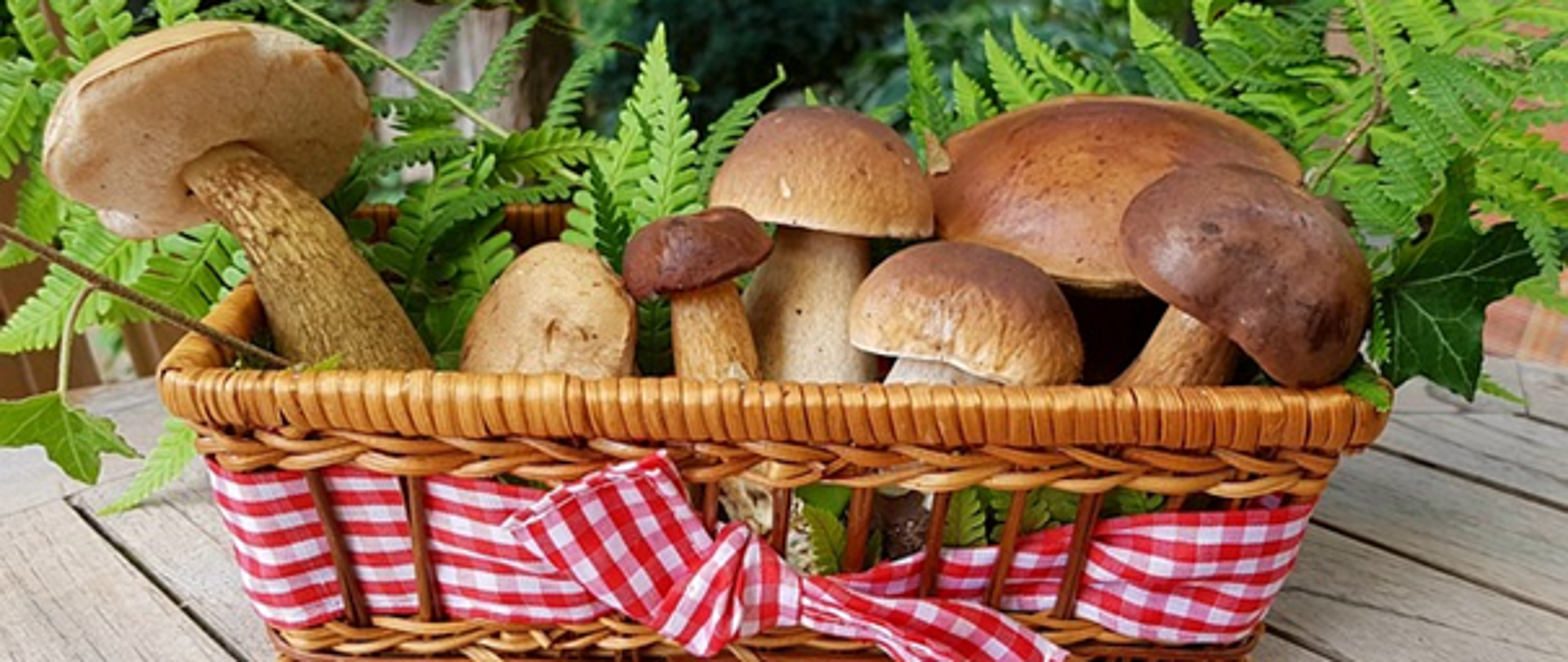 #latozsanepidem Bezpieczne grzybobranie