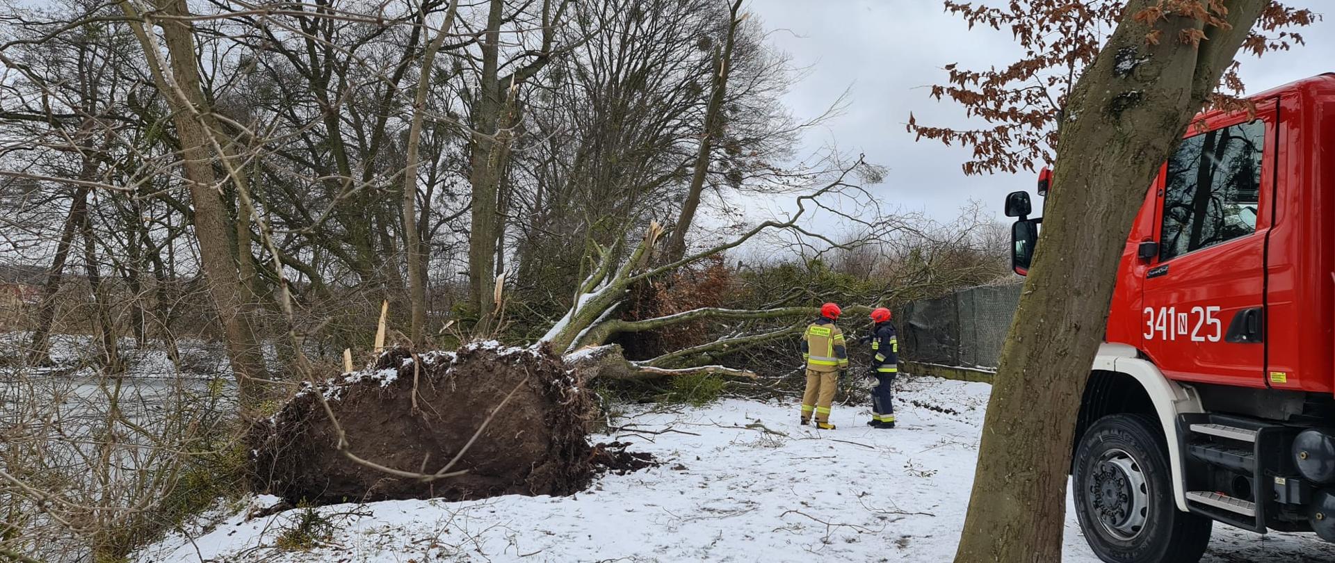Powalone na drogę drzewo, obok stoją strażacy którzy rozpoznają sytuację. Z prawej strony znajduję się pojazd straży pożarnej.