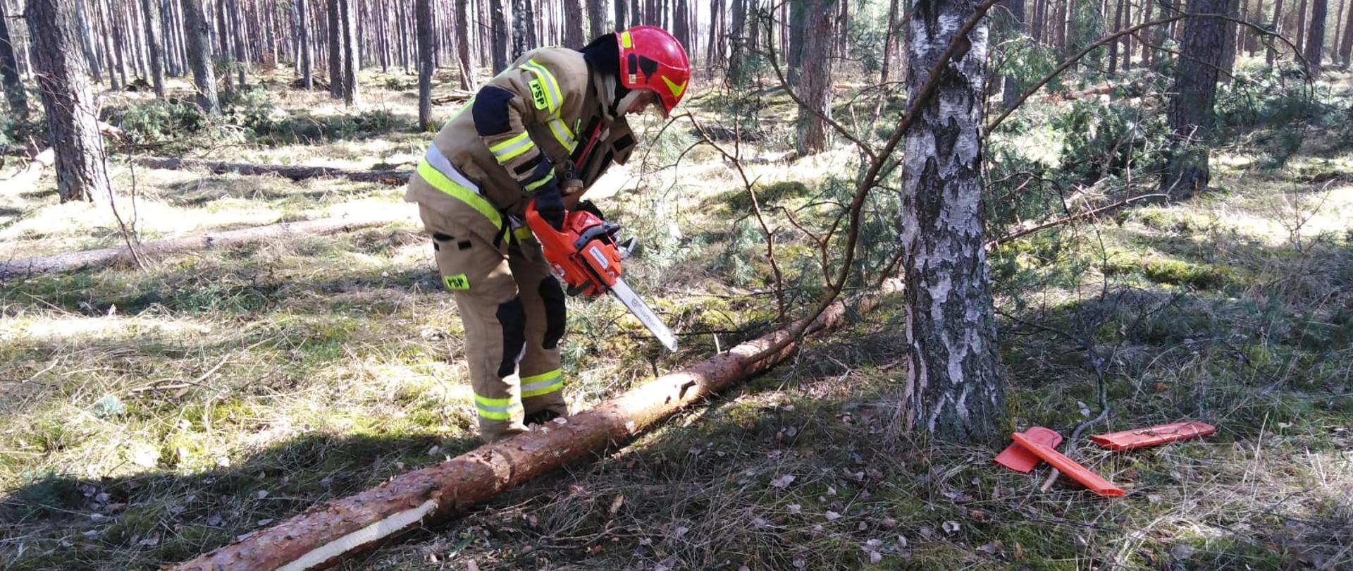 Zdjęcie przedstawia strażaka podczas przycinki gałęzi 