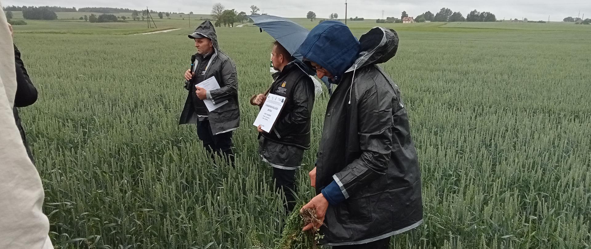 Grupa uczestników wizyty terenowej stoi na poletku demonstracyjnym ze zbożem podczas deszczowej pogody. Trzy osoby w przeciwdeszczowych kurtkach prowadzą lustrację plantacji i omawiają jej stan, jedna z nich trzyma mikrofon oraz materiały informacyjne, a druga parasol. W tle rozciągają się pola uprawne i wiejski krajobraz pod pochmurnym niebem