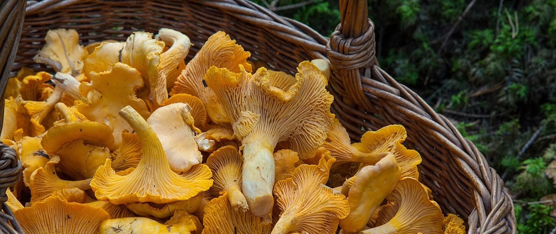 W wiklinowym koszyku pozbierane grzyby kurki. 