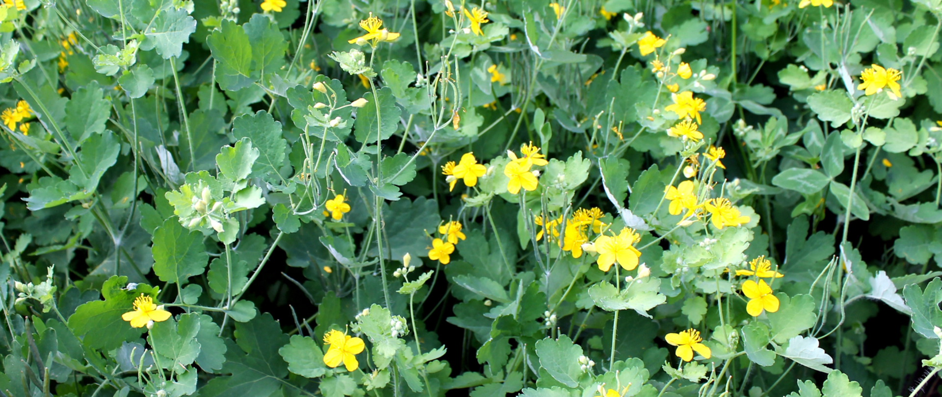 Na zdjęciu ziele glistnika