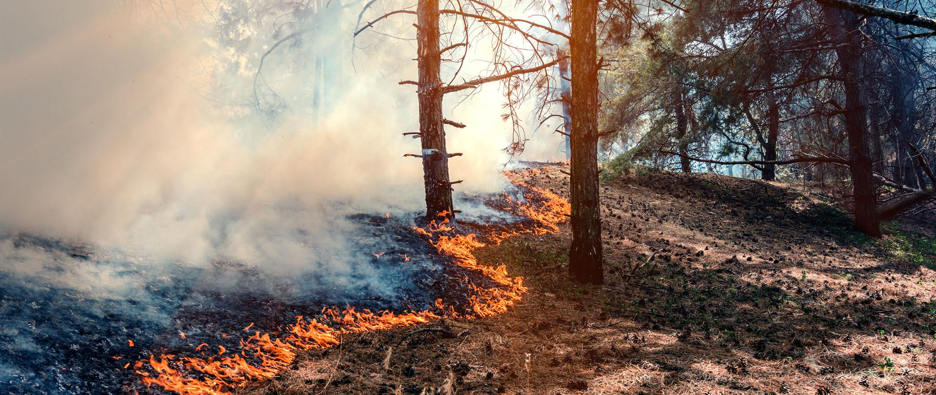 Pożar w lesie. Widać palącą się trawę wśród drzew. Jest pogodnie. W lesie duże zadymienie od palącej się trawy.