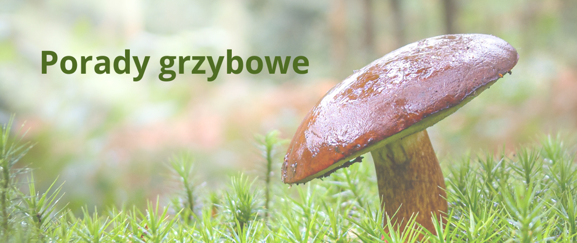 zdjęcie maślaka na zielonym runie leśnym w prawym górnym rogu napis Porady grzybowe