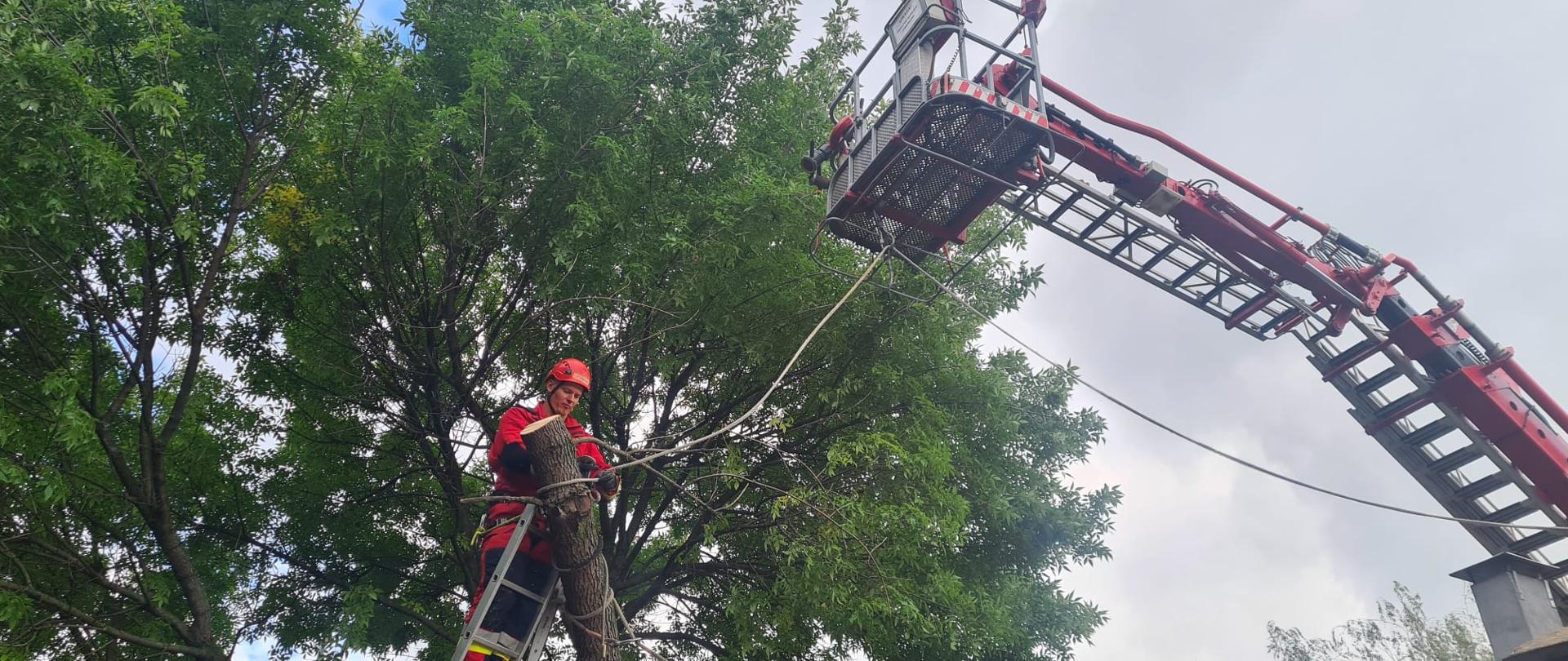 Zdjęcie wykonane w ciągu dnia. Na środku zdjęcia pień drzewa. Zdjęcie na terenie schroniska dla zwierząt. Widać sprzęt strażacki.