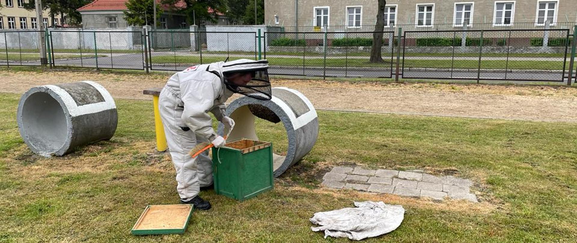 Strażak w specjalnym szarym kombinezonie do owadów nachyla się nad zieloną skrzynką. Obok betonowy krąg w którym siedzi rój pszczół. W oddali droga i budynki.