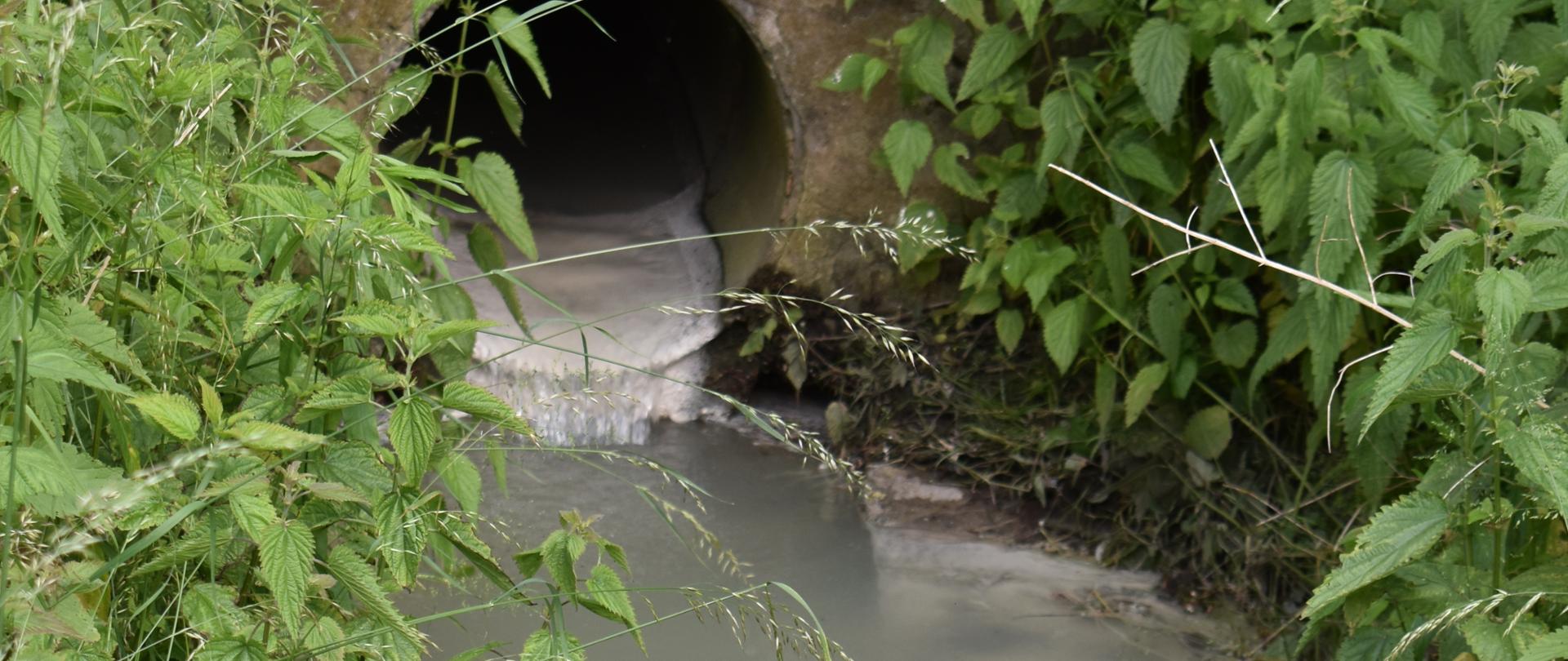 Okrągły, szary wylot kolektora wylotowego z którego wypływa półprzezroczysta ciecz o mlecznym zabarwieniu. Po obu stronach wąskiego na kilkadziesiąt centymetrów cieku wodnego widać bujną, zieloną roślinność.
