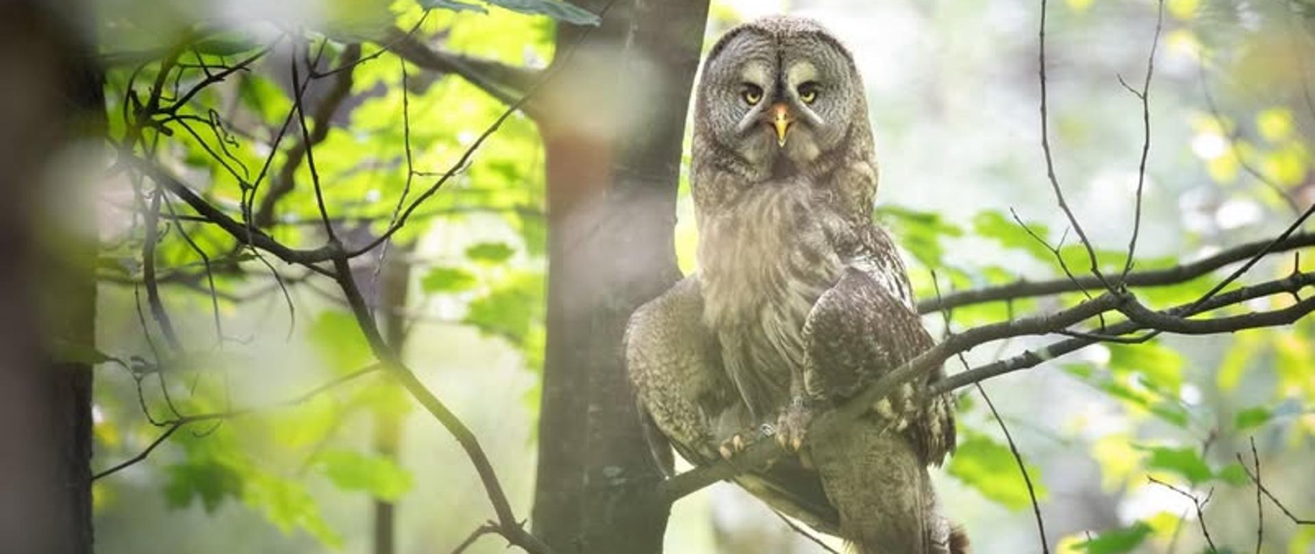 Zasady postępowania podczas obserwacji i fotografowania gatunków chronionych