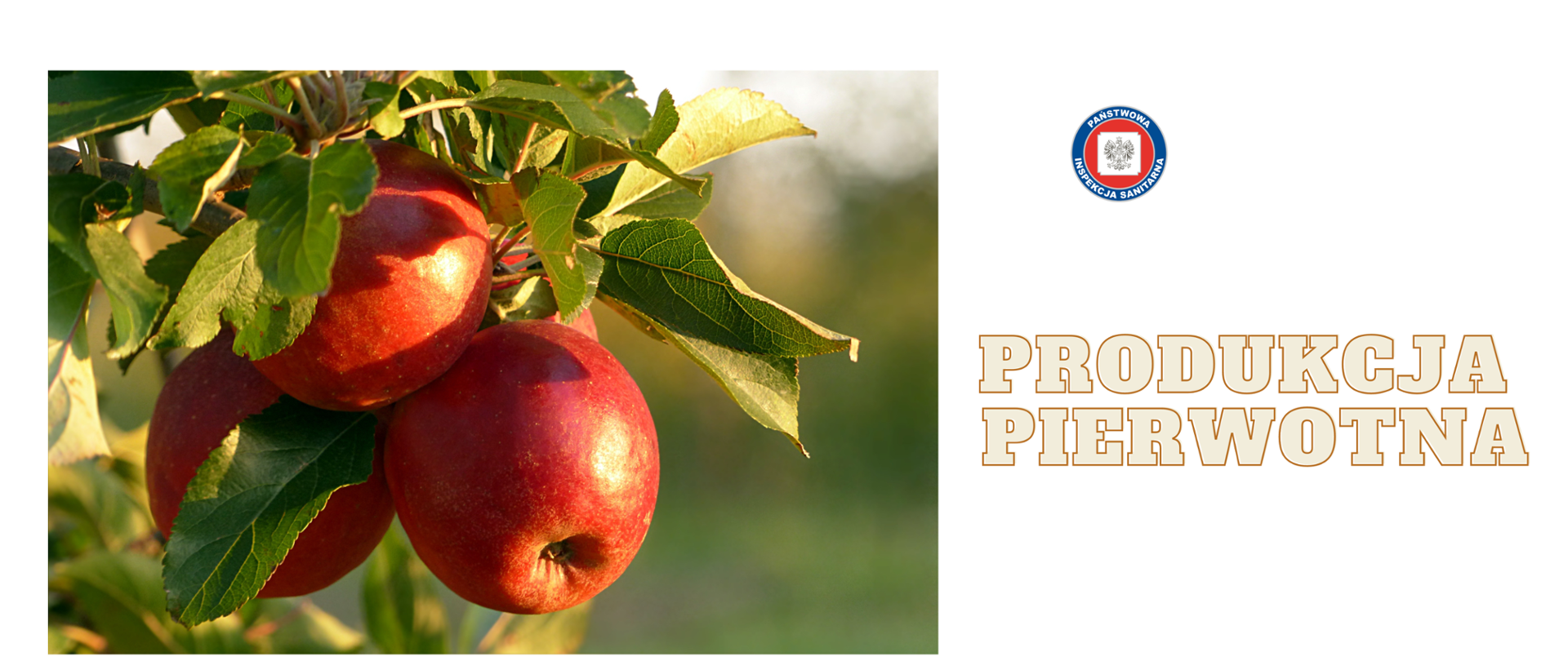 Zdjęcie przedstawia po lewej stronie jabłka wiszące na gałęzi. Po prawej informacja Produkcja pierwotna