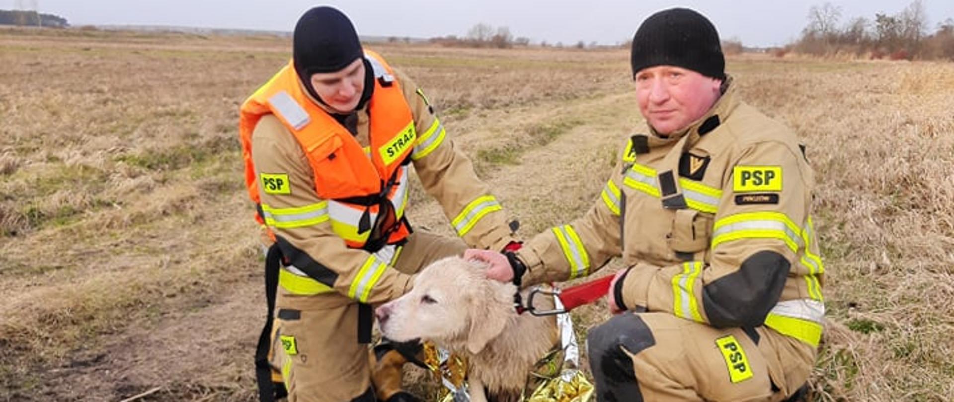 Na zdjęciu widać dwóch strażaków oraz psa ewakuowanego z akwenu wodnego. Pies jest zabezpieczony folią termiczną