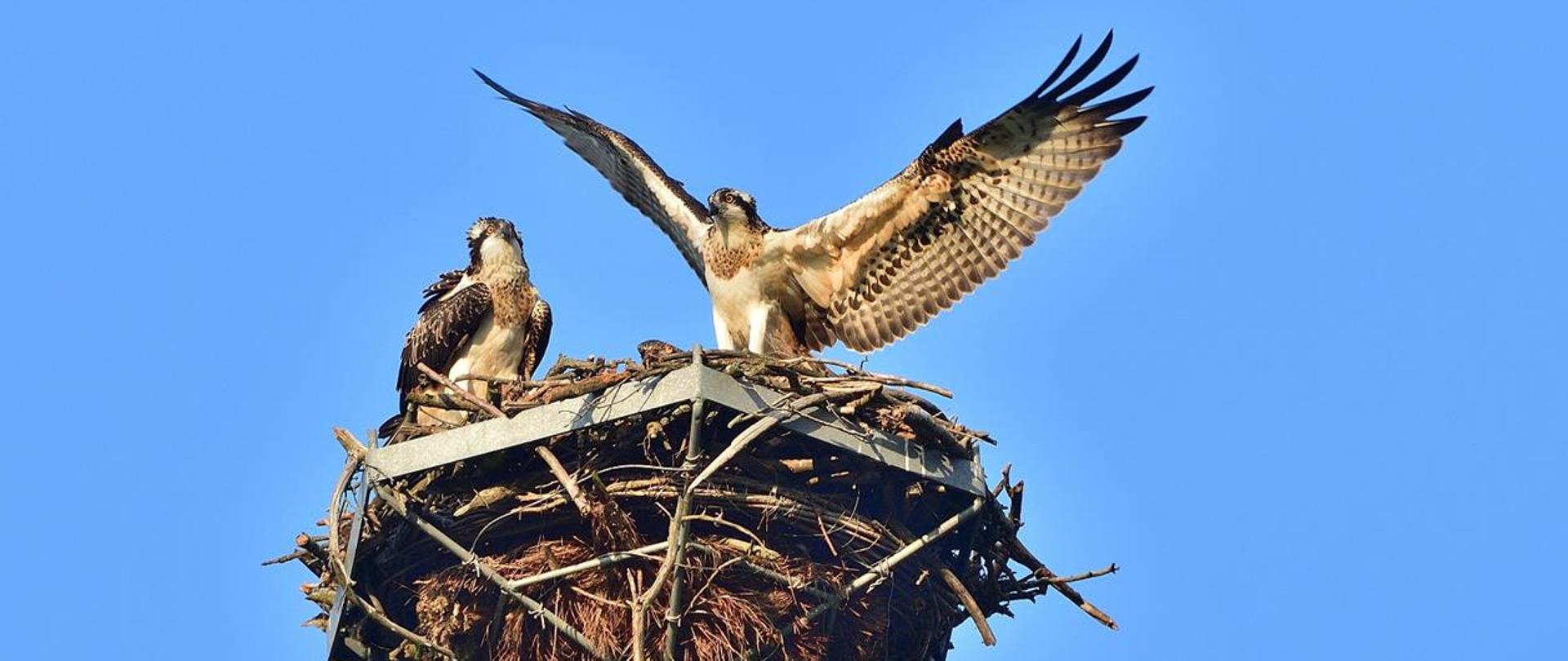 Na zdjęciu 2 rybołowy w gnieździe