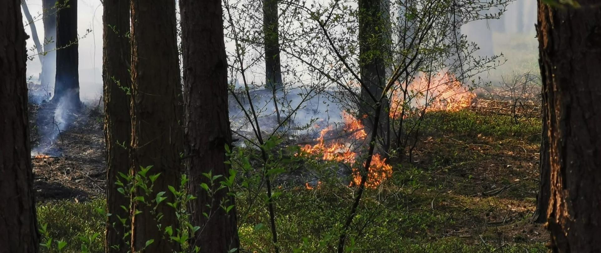 Pożar lasu