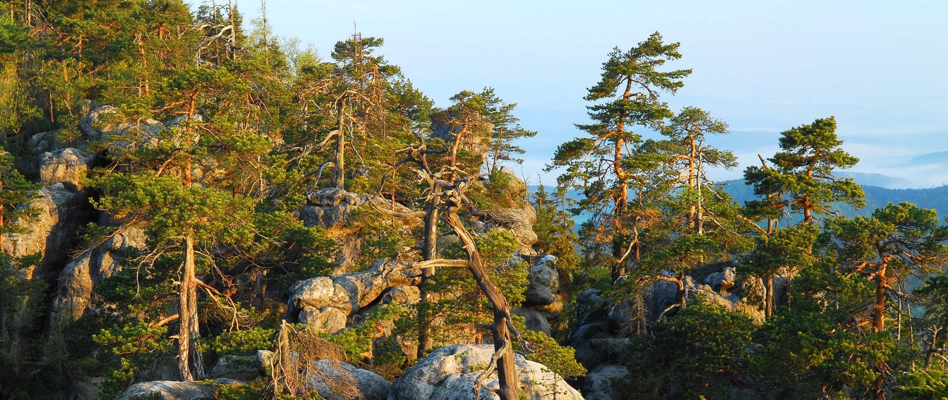 Park Narodowy Gór Stołowych (fot. Tadeusz Kandefer).