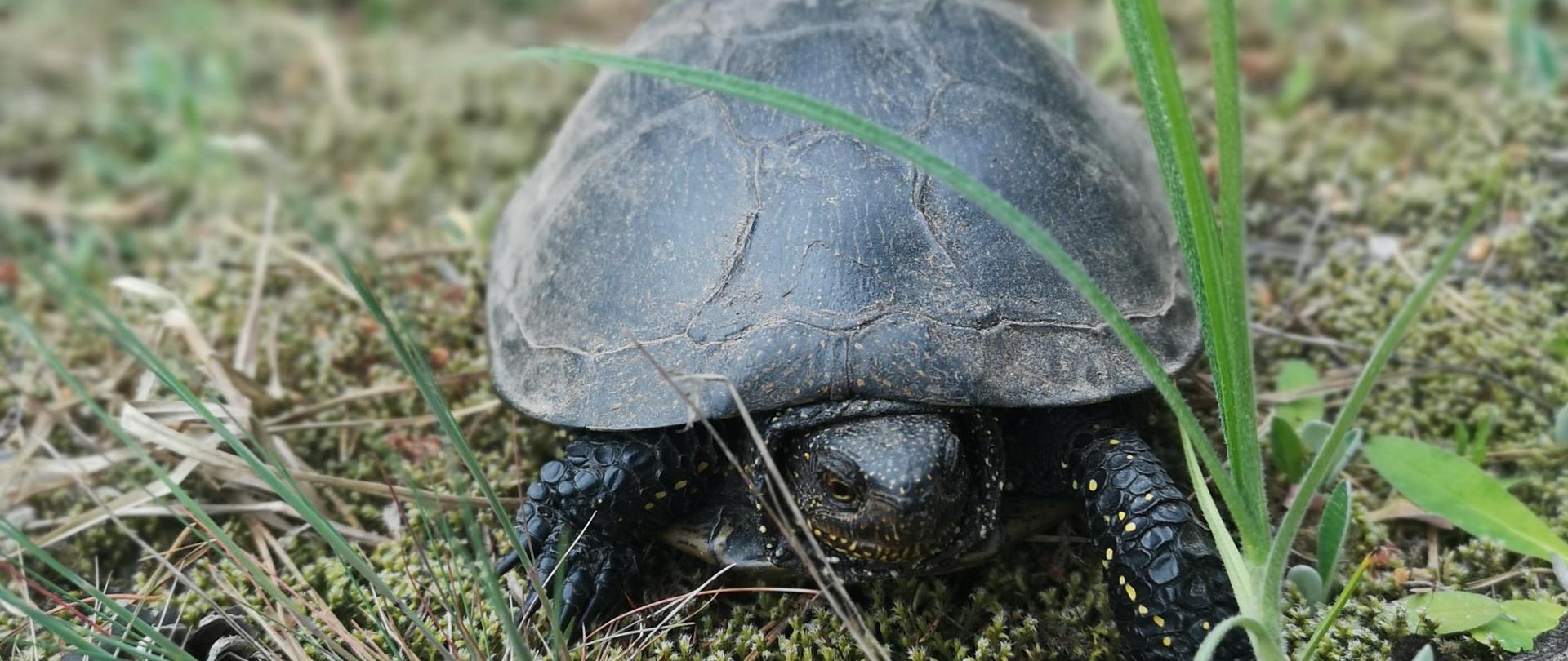 Żółw błotny (Emys orbicularis)
