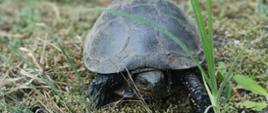 Żółw błotny (Emys orbicularis)