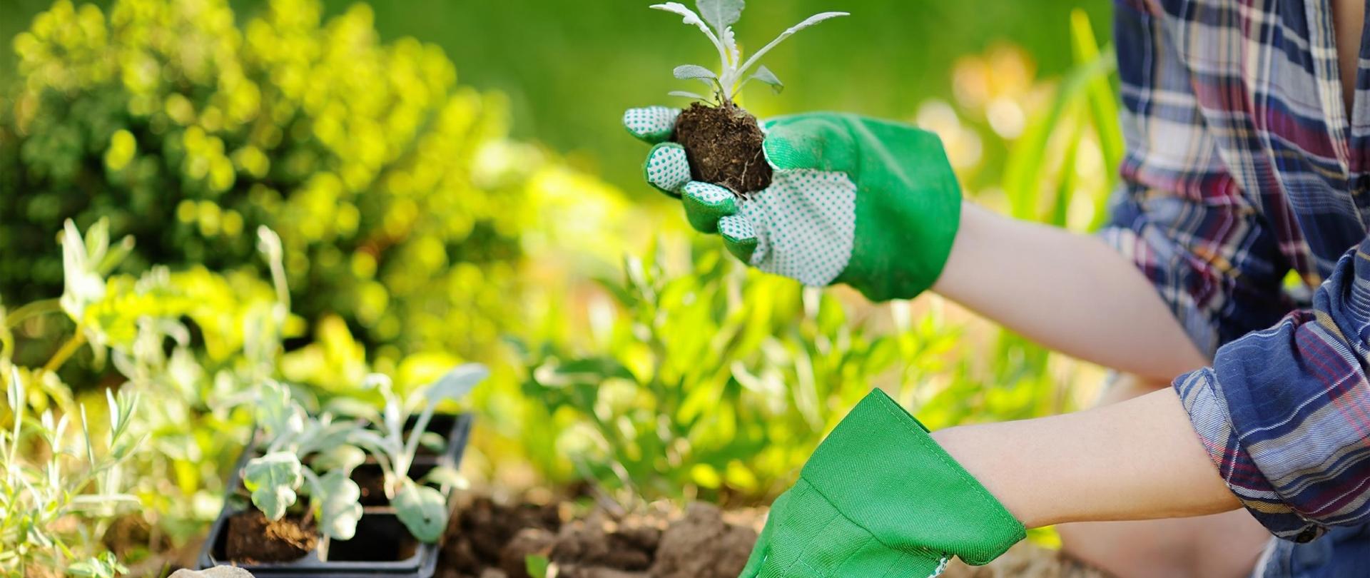 Ogrodnictwo wobec roślin inwazyjnych obcego pochodzenia