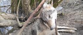 Ciało martwej wilczycy uduszonej przez wnyki podwieszone na drzewie