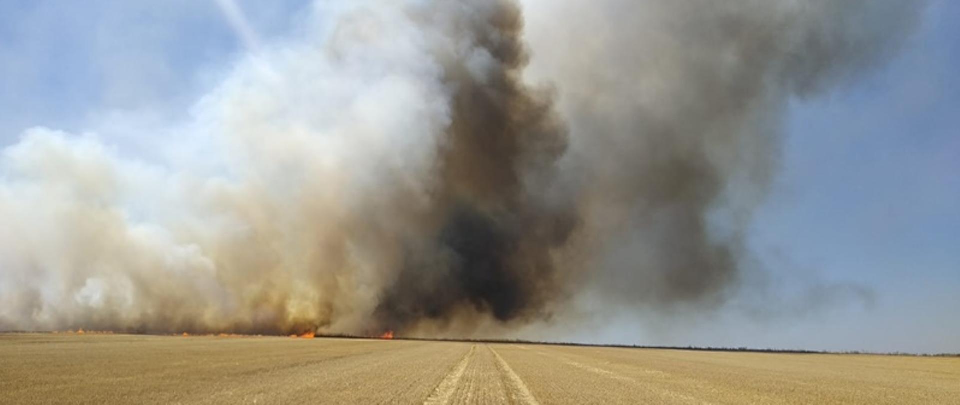 Pożar zboża na pniu Niesiębiedowice - Myszowice.