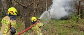 Strażacy ochotniczej straży pożarnej w ubraniu specjalnym z hełmami na głowach gaszą pożar lasu przy użyciu wody (ćwiczebny). Działania w ramach ćwiczeń pk. "Chrzelice 2024".