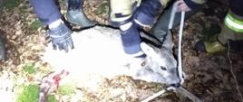 Zdjęcie przedstawia strażaków ratowników trzymających uratowaną z rzeki sarnę. Ratownicy ubrani w ubrania specjalne w kolorze żółtym i granatowym z odblaskowymi elementami. Obok nich leży na ściółce leśnej uratowane zwierzę. Zdjęcie wykonane w porze nocnej.