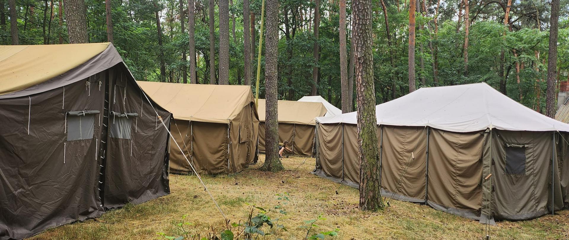 W lesie pomiędzy drzewami stoją cztery duże brązowe namioty