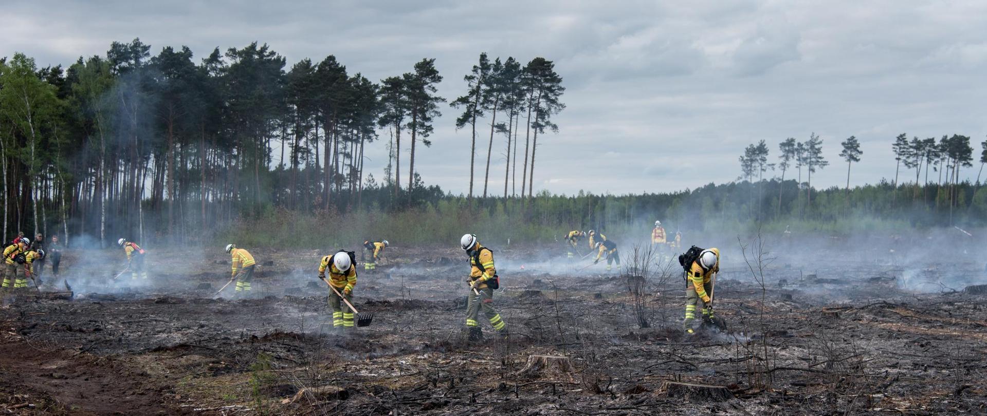 Na zdjęciu strażacy przy użyciu tłumic gaszą pożar lasu. 