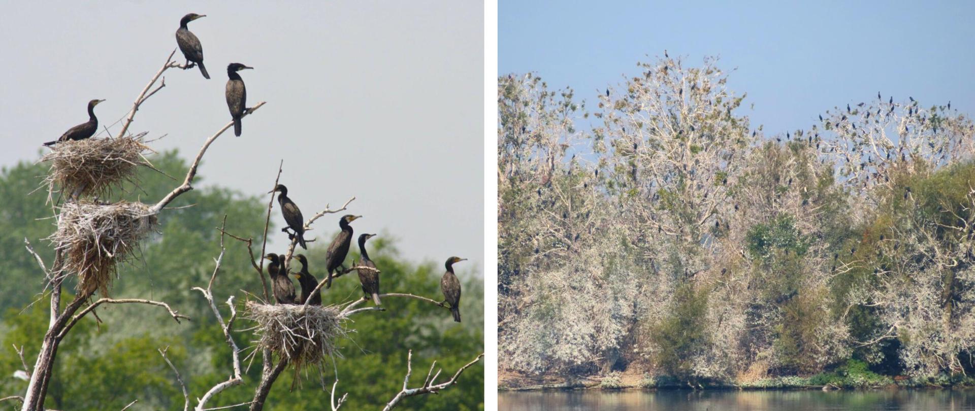Kolaż dwóch zdjęć - czarne ptaki siedzące na drzewach 