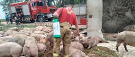 Wypadek samochodu ciężarowego przewożącego świnie- m. Sady