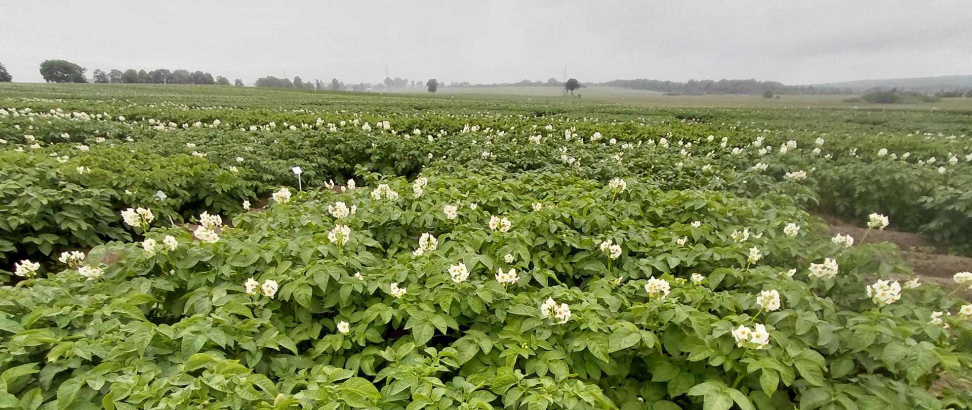Zdjęcie przedstawia plantacje doświadczalne ziemniaka