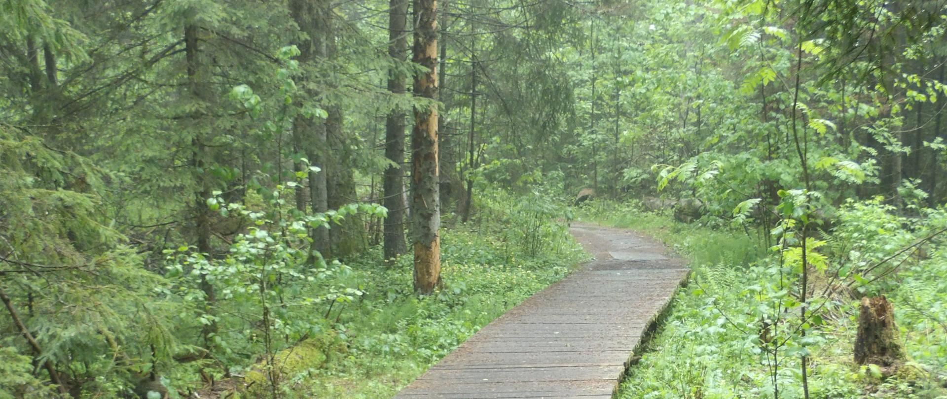 Na zdjęciu widać drewnianą ścieżkę w rezerwacie przyrody Krzemianka