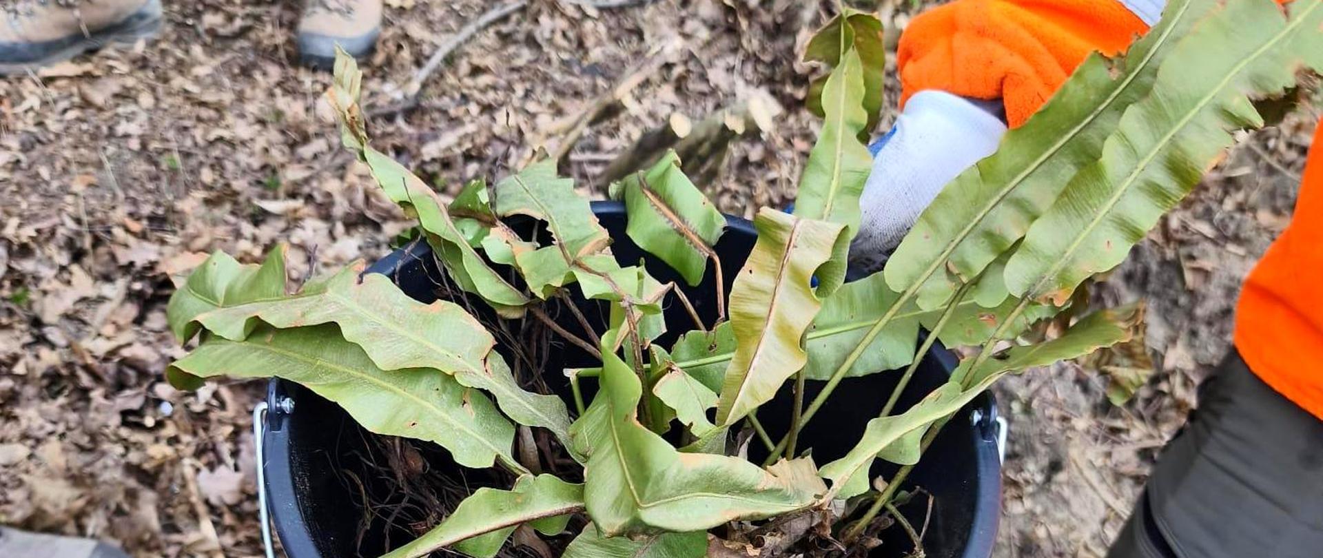 Pracownik w pomarańczowej odzieży roboczej trzyma czarny wiaderkowy pojemnik z przesadzonym języcznikiem zwyczajnym. Roślina znajduje się w ziemi i jest przygotowana do transportu. W tle widać leśne podłoże pokryte liśćmi oraz buty innych osób biorących udział w pracach.