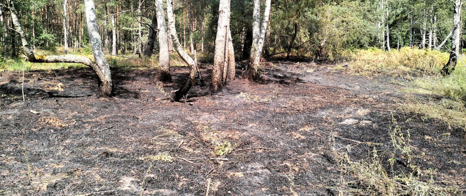 Pożar lasu w Nadleśnictwie Trzcianka