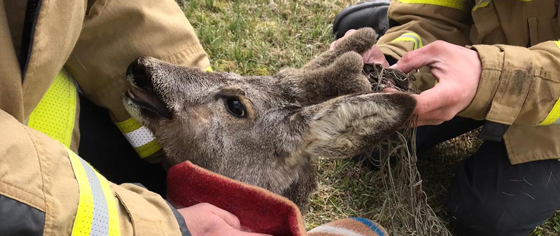 Widoczny kozioł zawinięty w koc, strażacy próbują uwolnić parostki ze sznurka