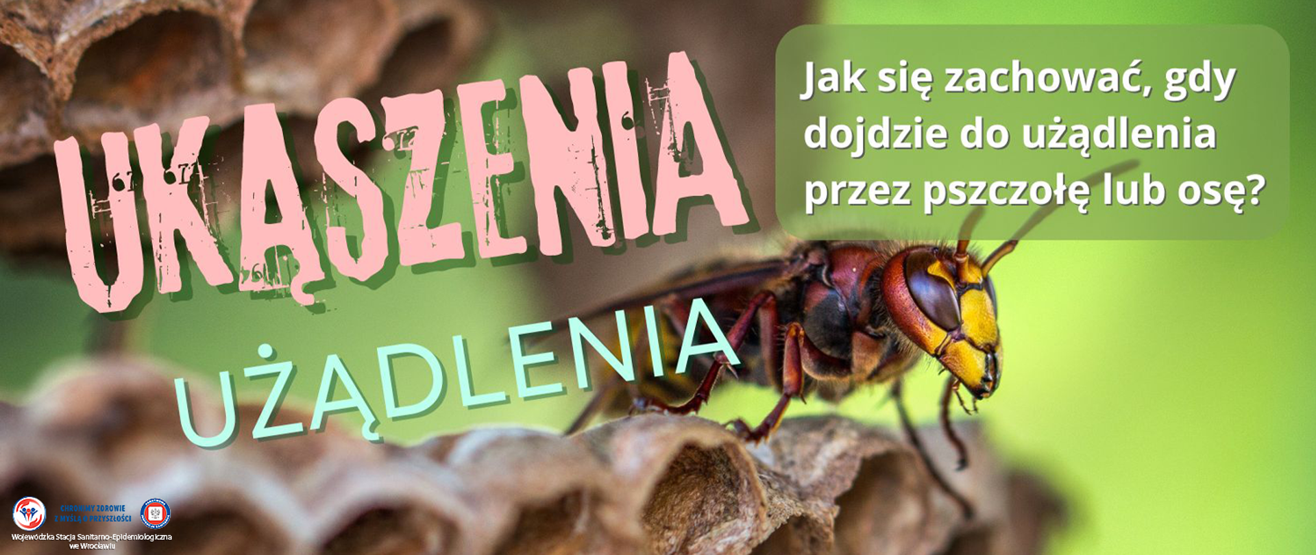 Osa siedząca na skraju plastra gniazda