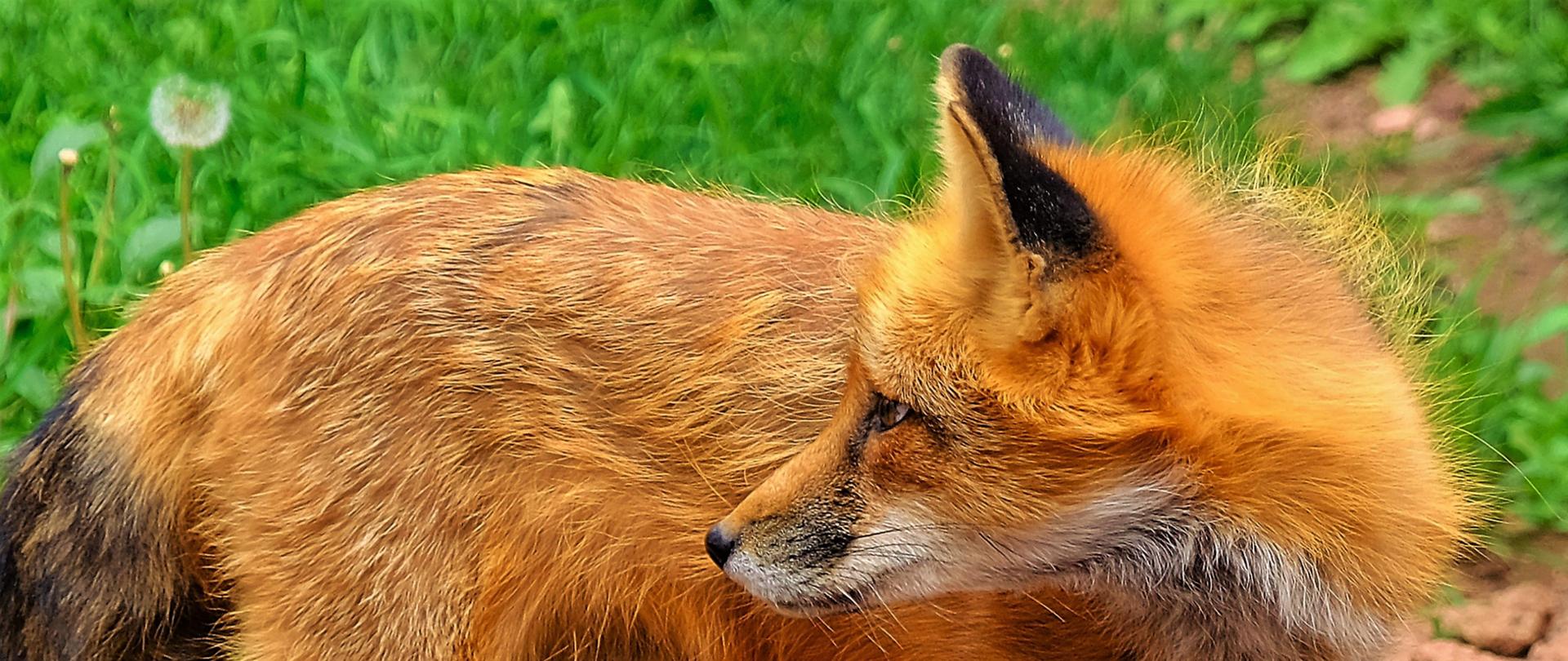 Zdjęcie ilustrujące dzikiego lisa. Zdjęcie do artykułu o kolejnym przypadku wścieklizny w województwie mazowieckim