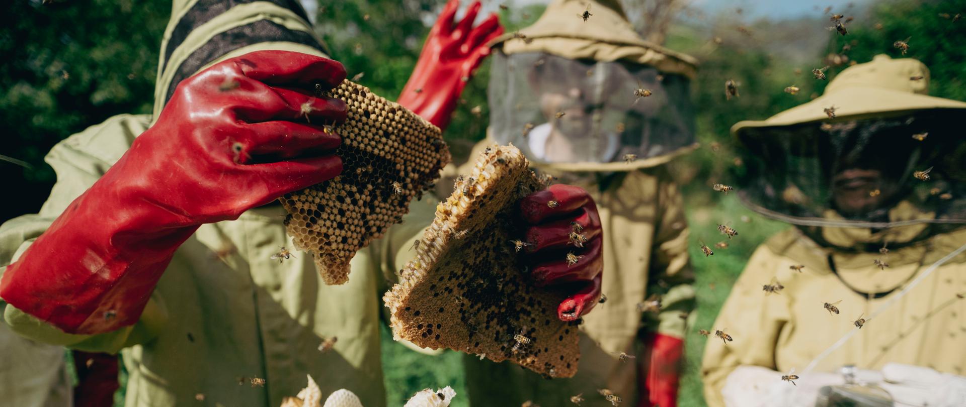 Rozwój pszczelarstwa w Udzungwa w ramach projektu STEP współfinansowanego przez Polską pomoc.