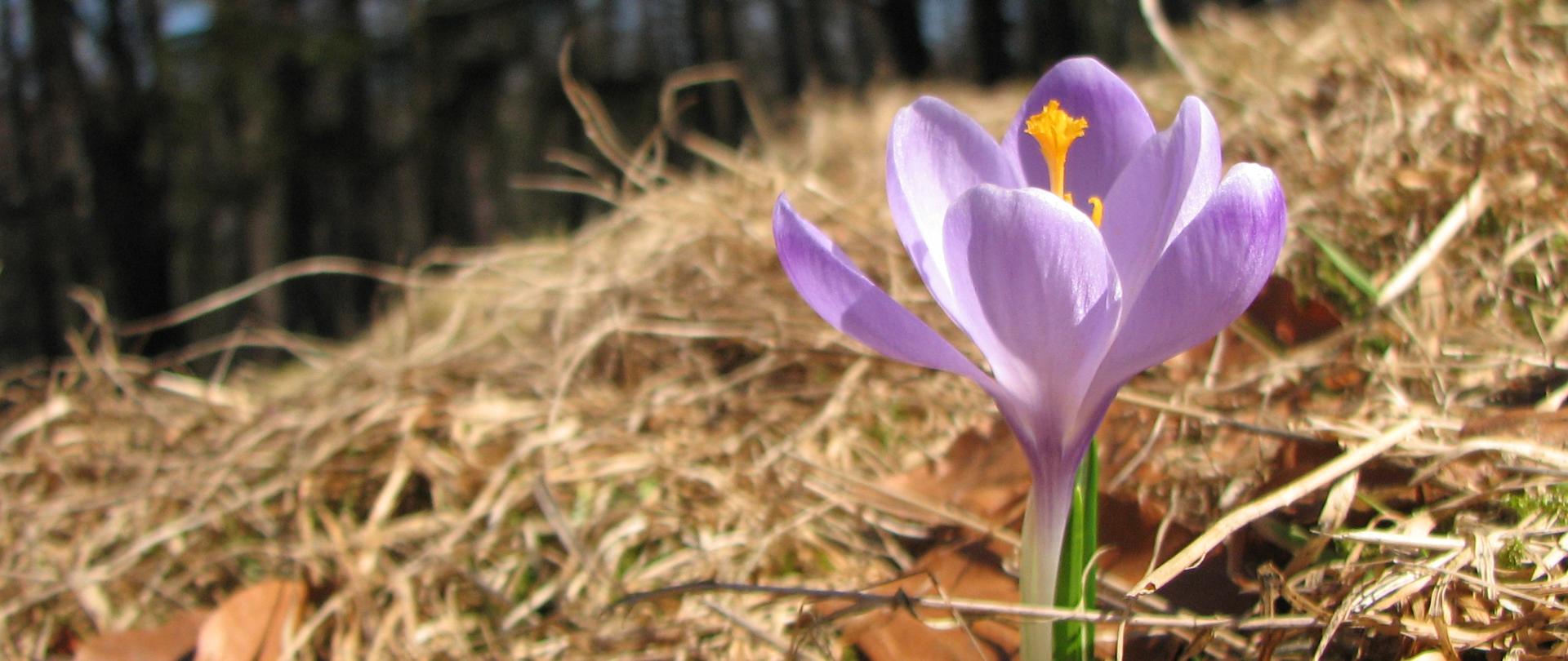 Krokus wiosenny (Crocus vernus (L.) Hill), fot. Lidia Przewoźnik, Karkonoski Park Narodowy