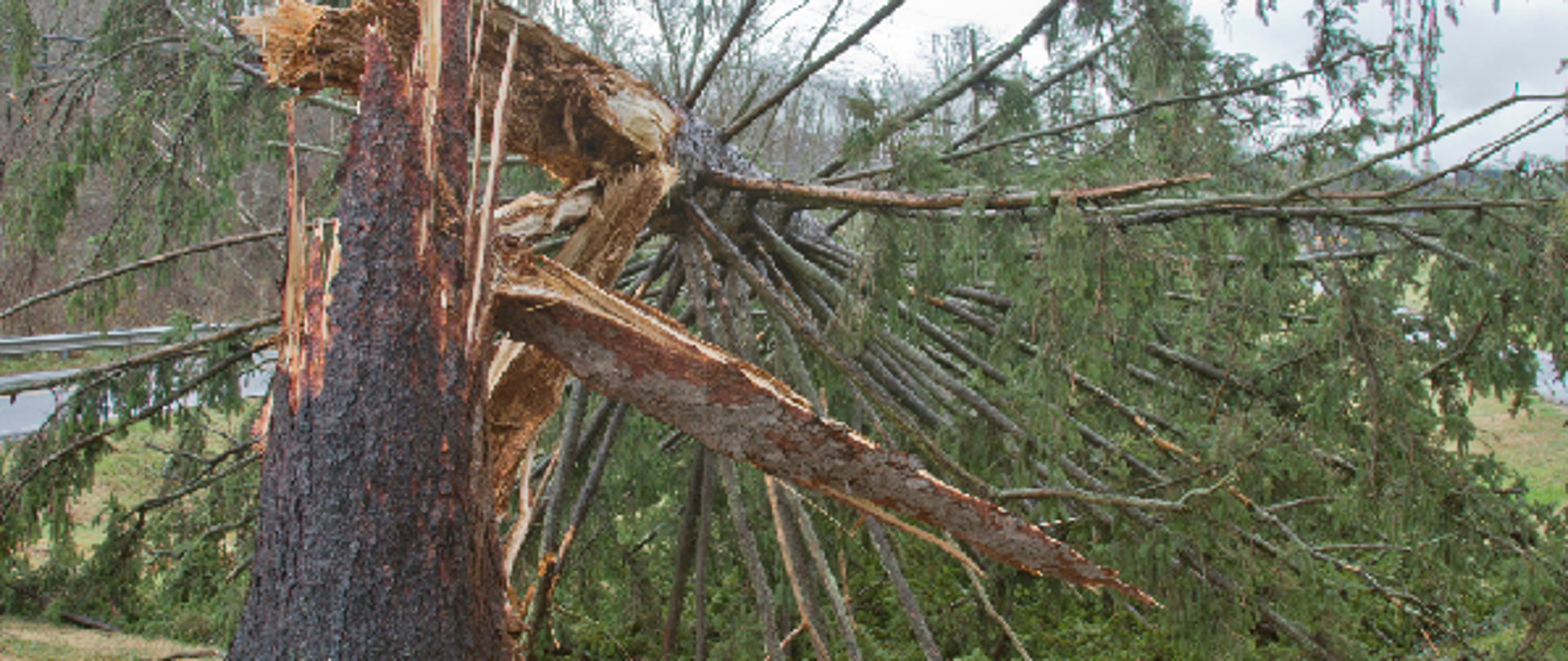 drzewo złamane przez wiatr