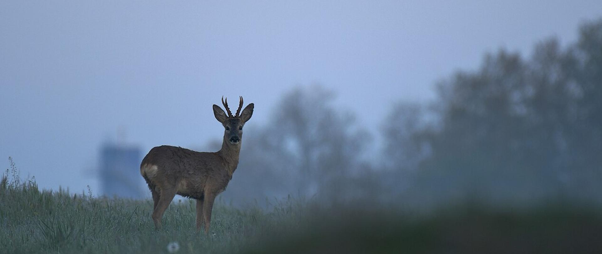 Sarna stojąca na porośniętej trawą łące o świcie, z porożem widocznym na tle zamglonego krajobrazu i drzew w oddali