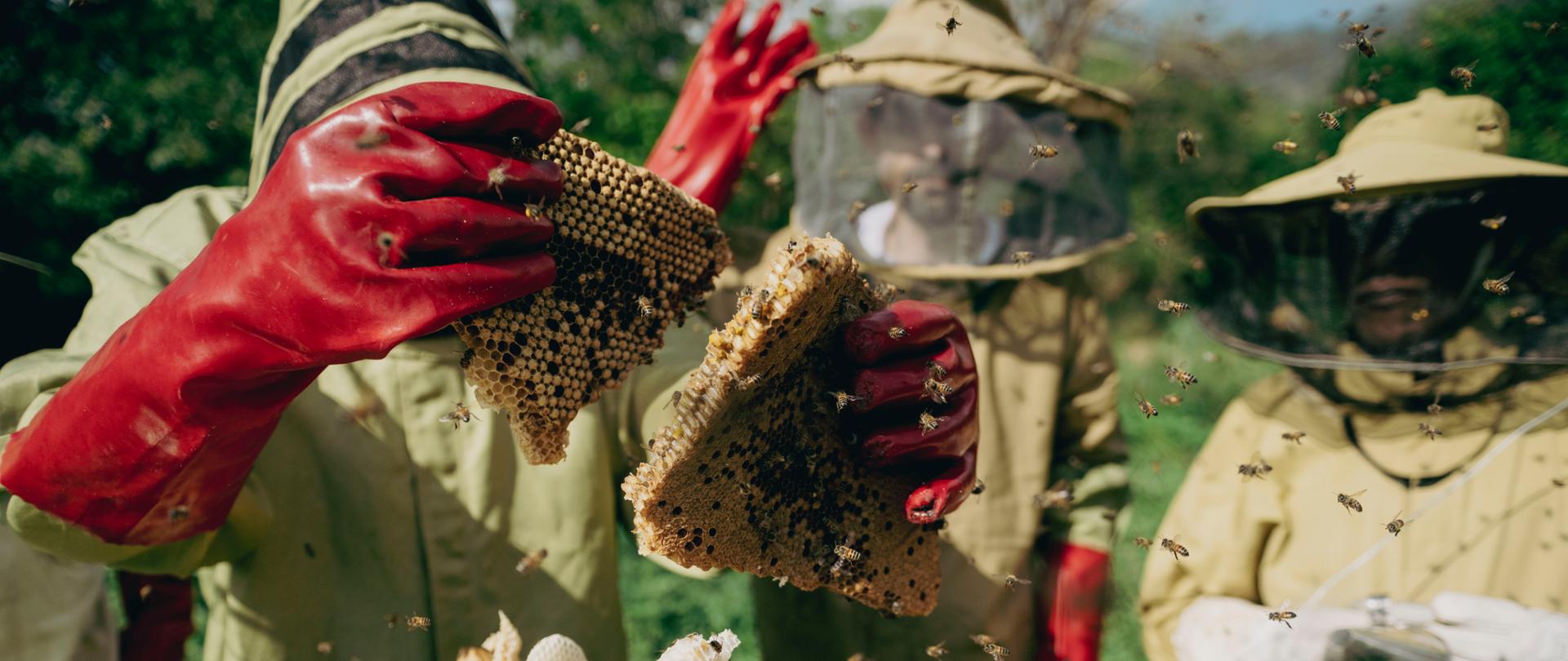Beekeeping and honey production in Udzungwa, STEP project supported by Polish Aid