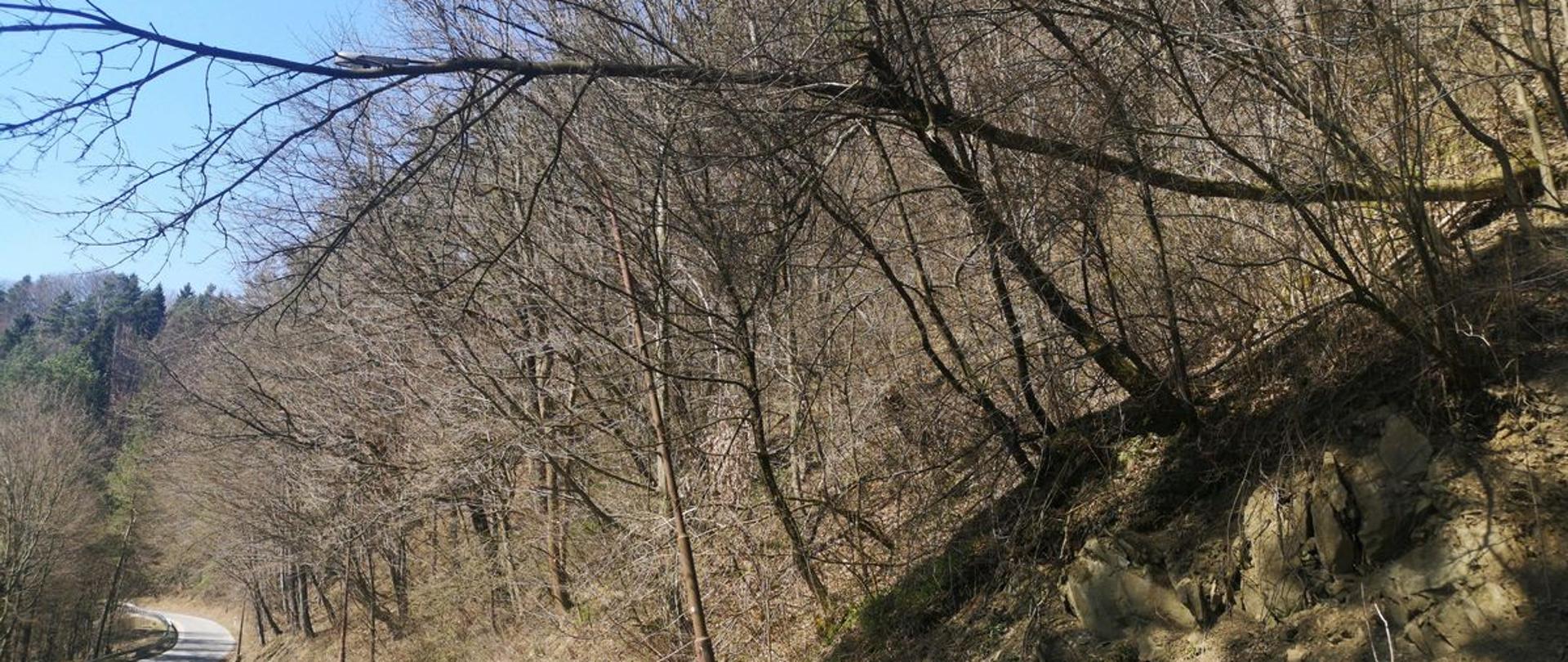 Drzewo zwisa z brzegu w poziomie nad drogą.