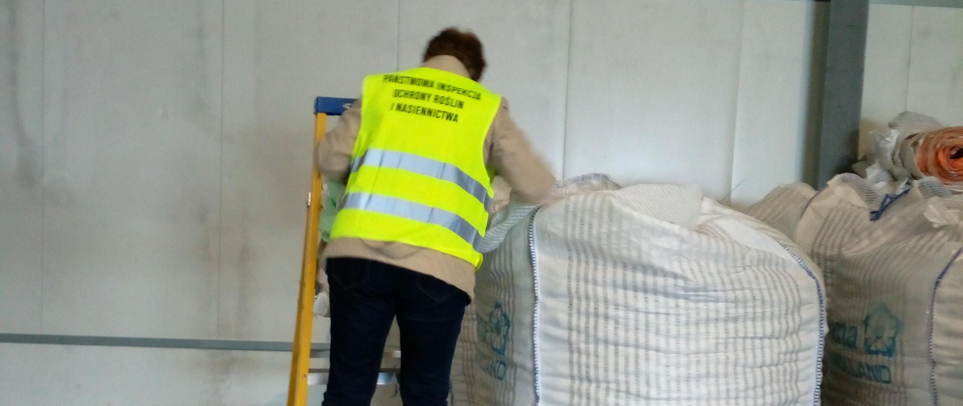 Inspektor w trakcie pobierania próby ziemniaków.