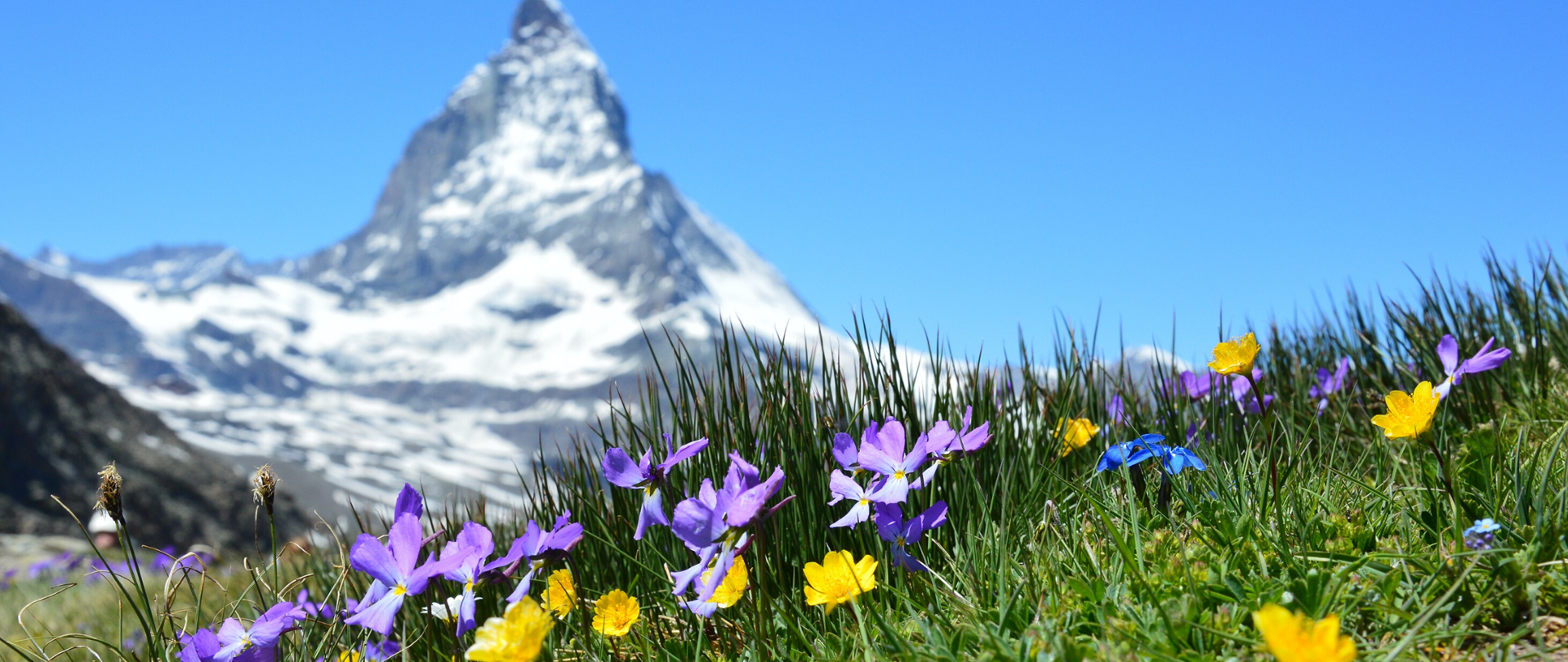 Łąka z kwiatami, w tle ośnieżony szczyt góry