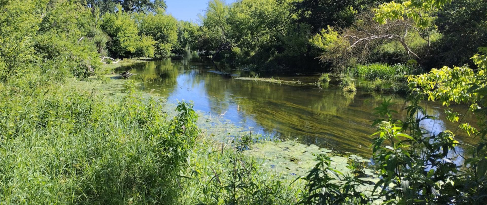 Rzeka otoczona gęstą zielenią w słoneczny dzień; spokojna woda odbija błękitne niebo i drzewa, a brzegi porastają bujne rośliny i trawy