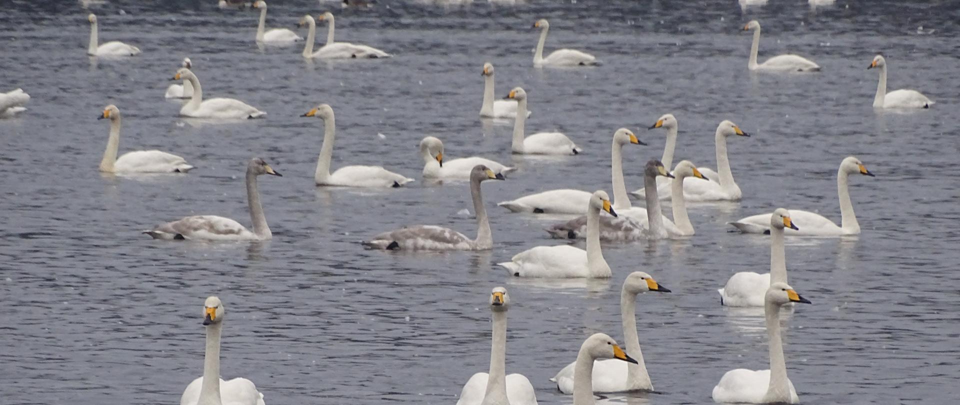 Rekordowe koncentracje łabędzi krzykliwych_2020 RDOŚ