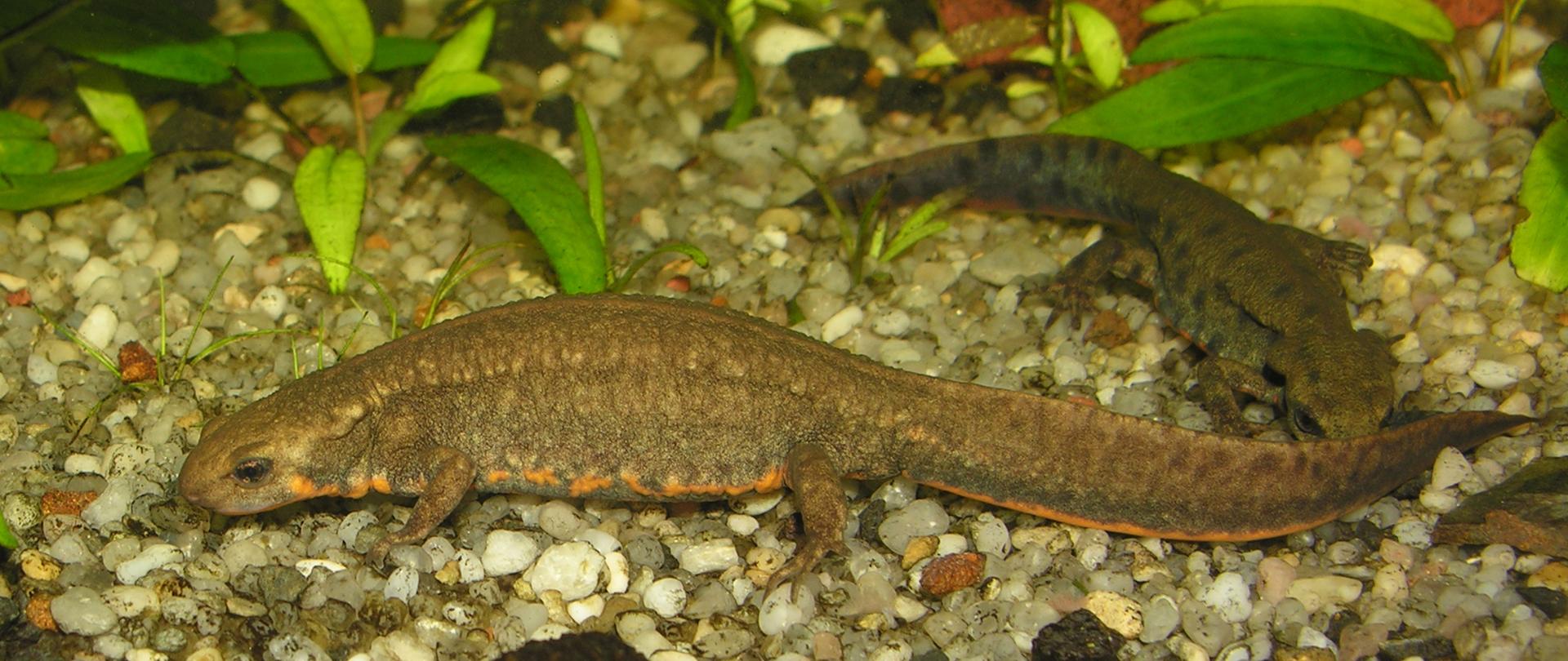 Na zdjęciu dwie traszki o brązowo-zielonym umaszczeniu i pomarańczowej linii na podbrzuszu. Leżą na drobnych kamykach w tle zielone rośliny wodne.