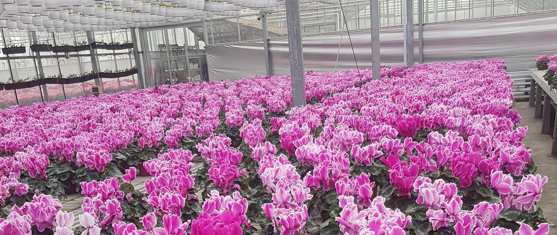 Zdjęcie przedstawia uprawę szklarniową roślin ozdobnych