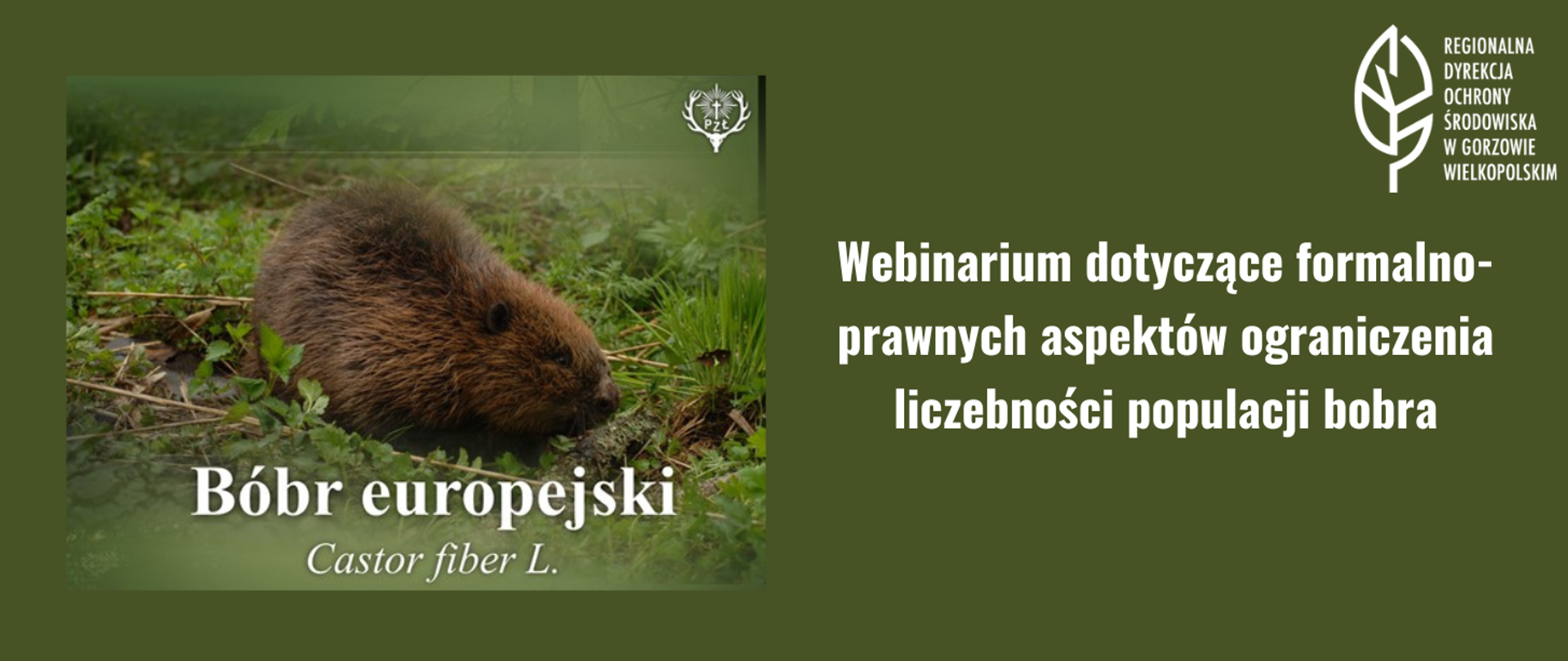 Po lewej stornie zdjęcie przedstawiające bobra europejskiego, po prawej stronie napis: Webinarium dotyczące formalno-prawnych aspektów ograniczenia liczebności populacji bobra. W prawym górnym rogu biały liść.