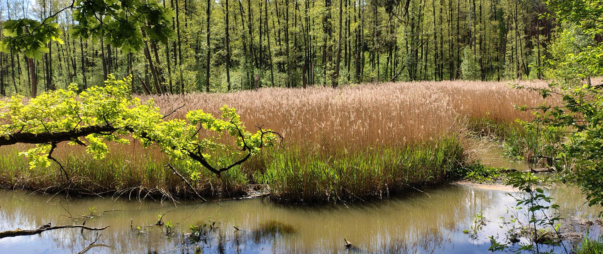 Światowy Dzień Mokradeł